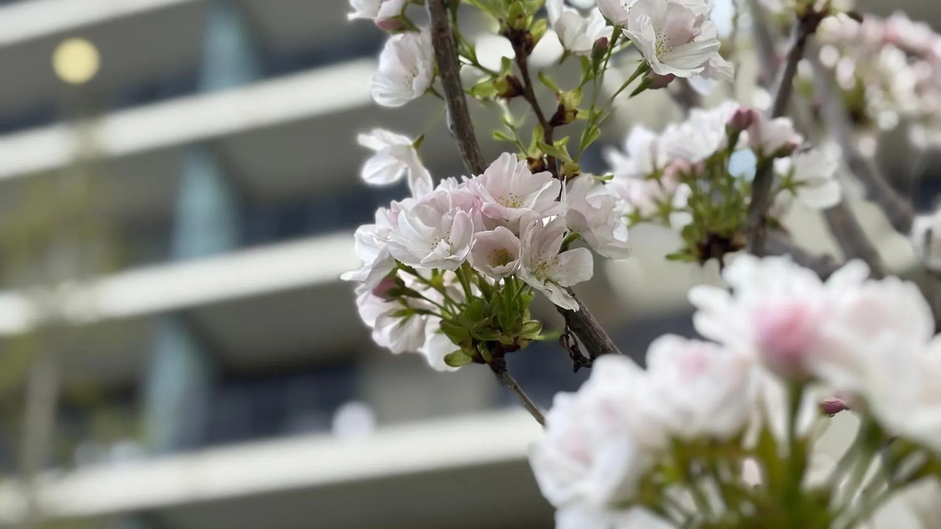 Daire Japandi Studio Apartment, Free Parking Budapeşte
